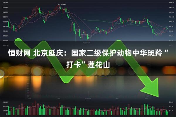 恒财网 北京延庆：国家二级保护动物中华斑羚“打卡”莲花山